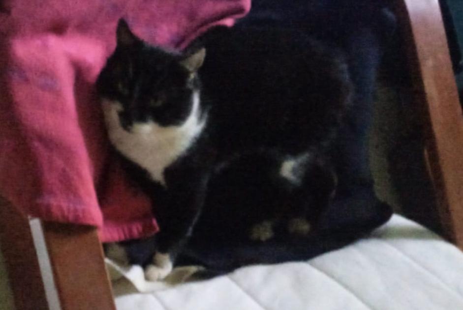 Disappearance alert Cat miscegenation Male , 6 years Saint-Colomb-de-Lauzun France