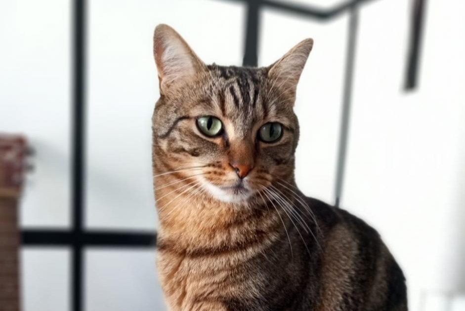 Alerta de Desaparición Gato cruce Macho , 6 años Rennes Francia