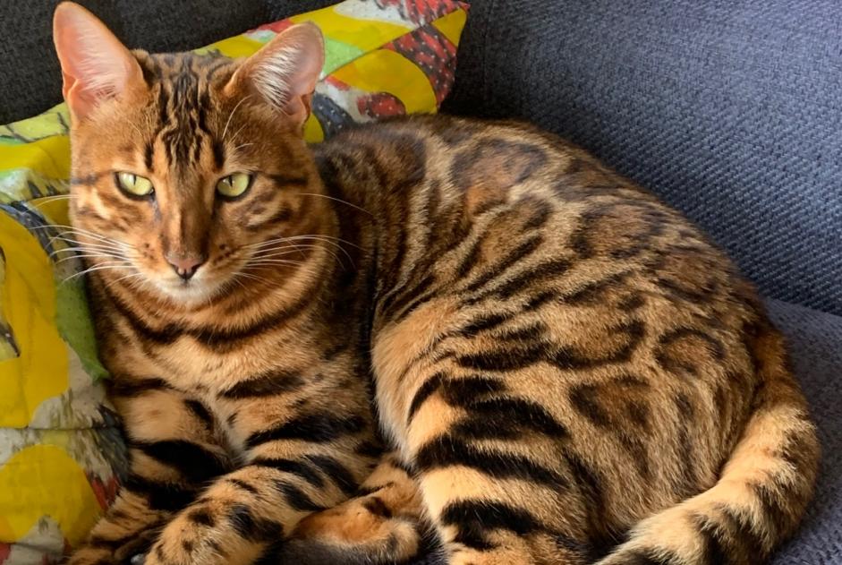 Alerta de Desaparición Gato  Hembra , 2 años Linazay Francia