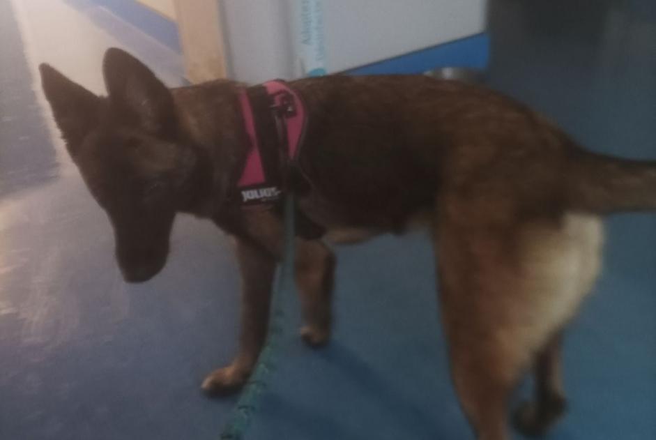 Alerta de Hallazgo Perro Hembra Poitiers Francia