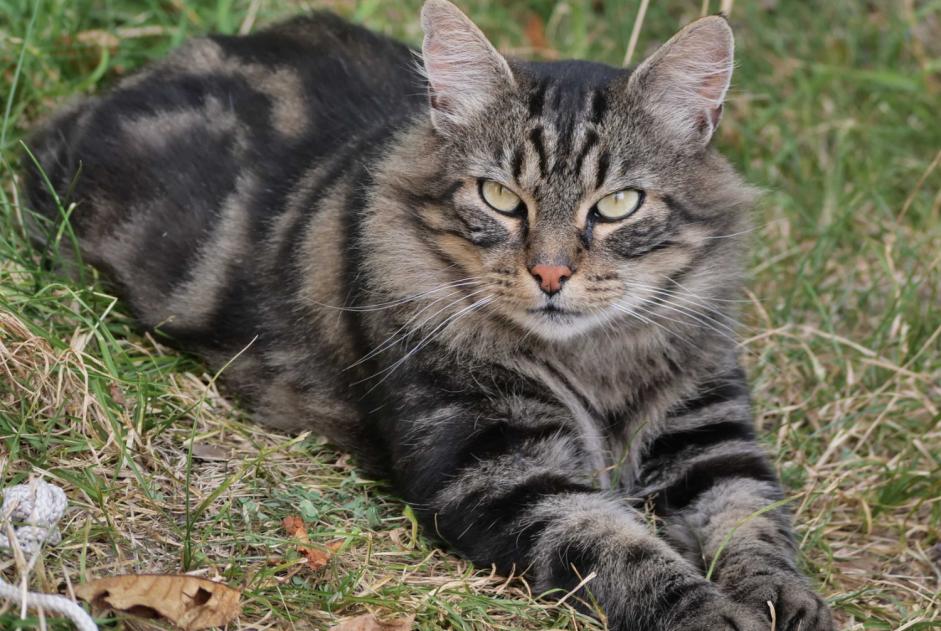 Alerte Découverte Chat croisement Femelle Gigors-et-Lozeron France