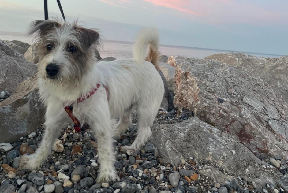 Alerte Disparition Chien croisement Mâle , 0 ans Criel-sur-Mer France