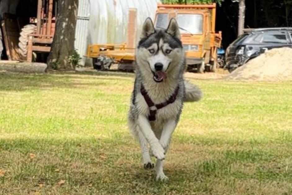 Avviso scomparsa Cane  Femmina , 1 anni Le Passage Francia