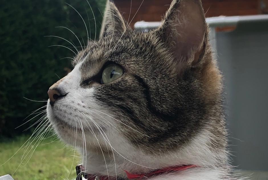 Avviso scomparsa Gatto Maschio , 2 anni Châteaugiron Francia