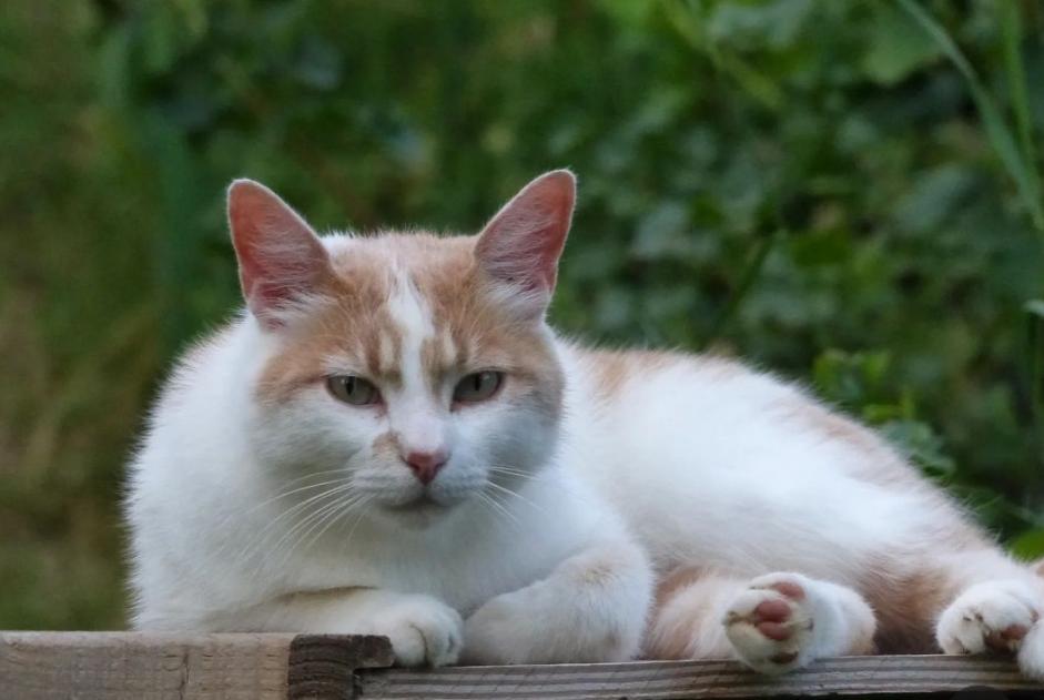 Alerta desaparecimento Gato Macho , 3 anos Valence France